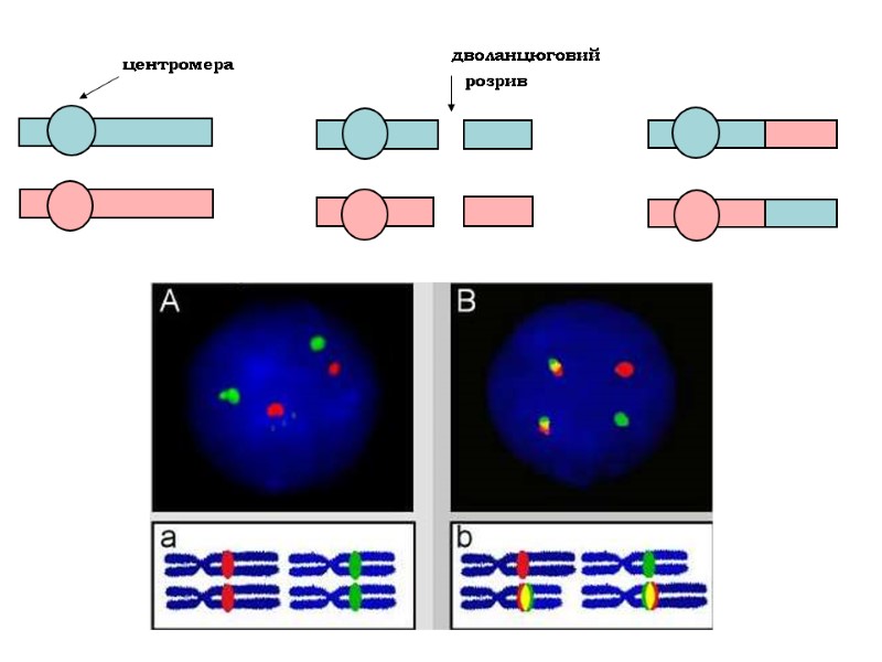 дволанцюговий  розрив центромера